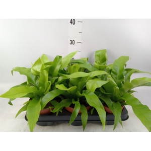 Asplenium antiquum