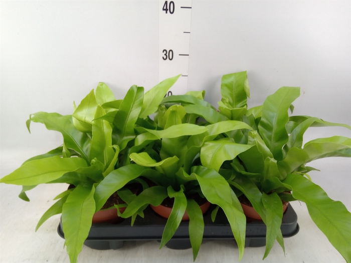 <h4>Asplenium antiquum</h4>