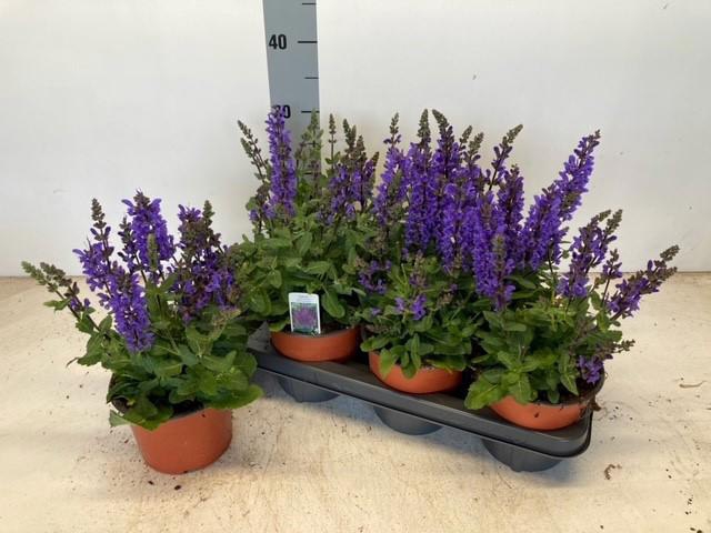 <h4>SALVIA NEMOROSA</h4>