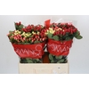 Hypericum Rainbow Romance