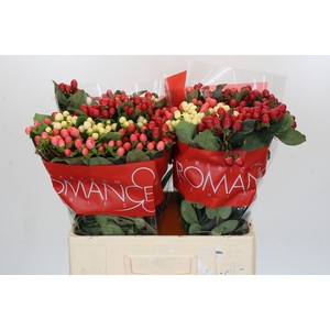 Hypericum Rainbow Romance