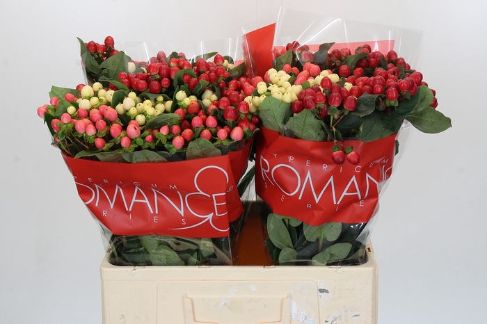 <h4>Hypericum Rainbow Romance</h4>