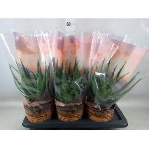 Aloe arborescens