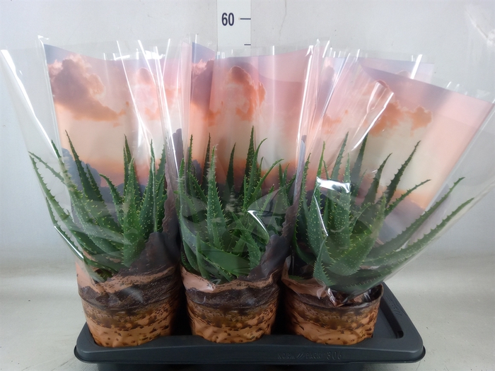 <h4>Aloe arborescens</h4>