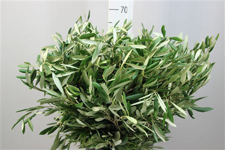 <h4>Olijf 400 Gr.</h4>