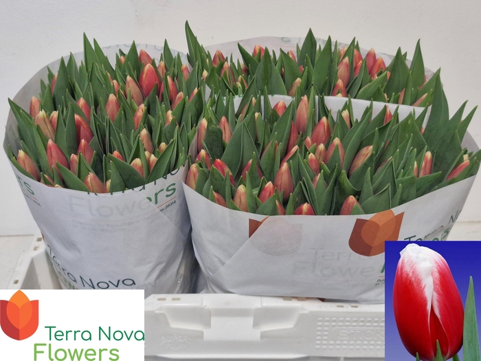 <h4>TU EN ENERGY4ALL</h4>