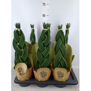 Sansevieria cyl.  ...