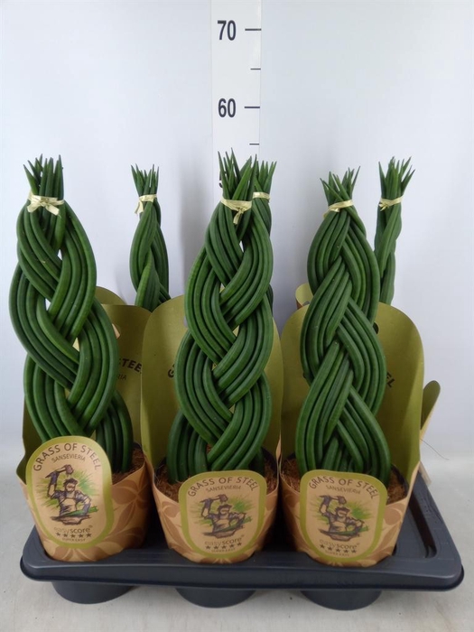 <h4>Sansevieria cyl.  ...</h4>