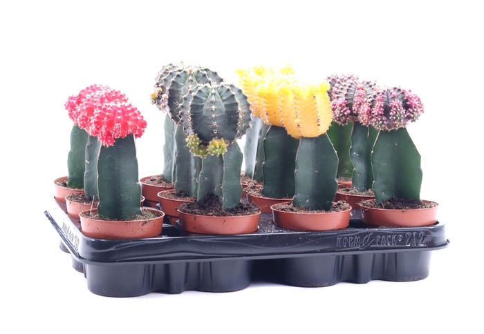 <h4>Gymno mix kleur geent 8,5 cm</h4>