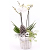 Wilg bloempot wit 18cm