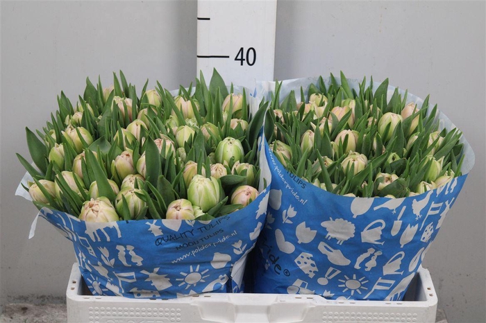 <h4>Tu Du Pink Mist</h4>