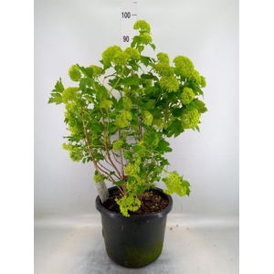 Viburnum opulus 'Roseum'