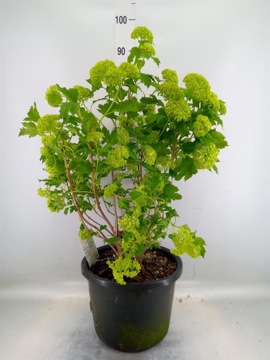 <h4>Viburnum opulus 'Roseum'</h4>