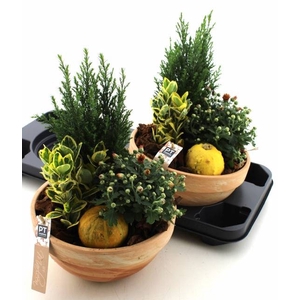 ARR TUINPLANTEN