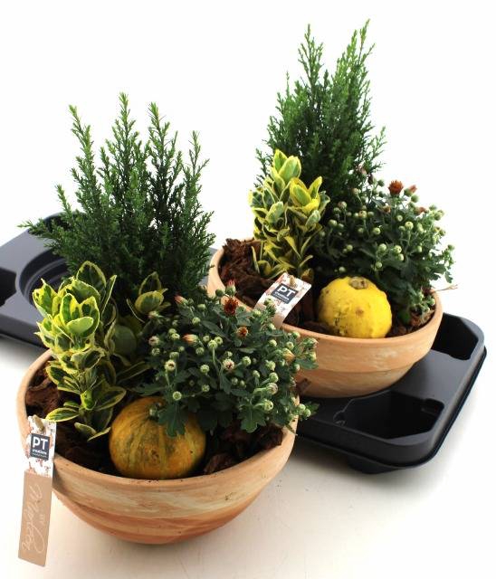 <h4>ARR TUINPLANTEN</h4>