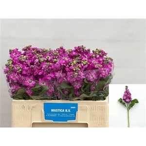 Matth Aida Deep Rose