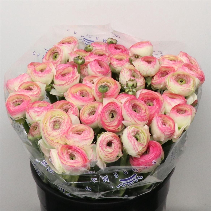 <h4>Ran Su Sr Felicidade Super</h4>