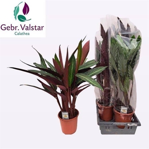 Calathea mix