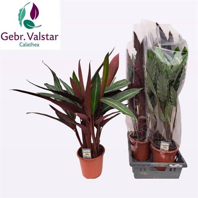 <h4>Calathea mix</h4>