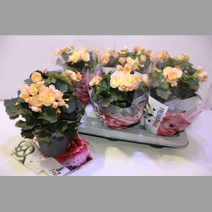 Beg Du Hailey Sunset