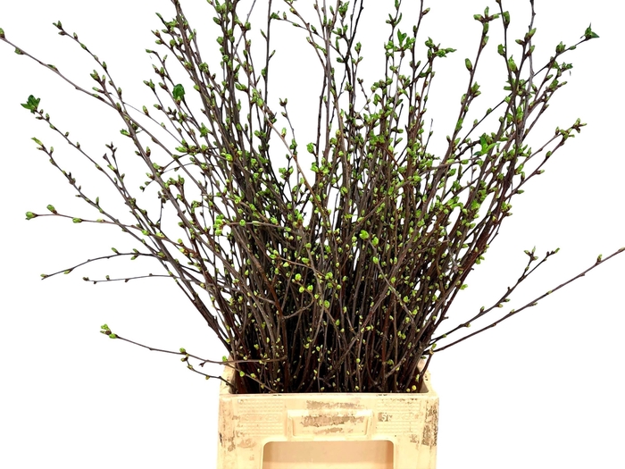 <h4>KERSENBLOESEM P BOS</h4>