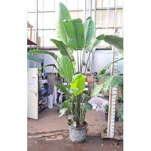 Strelitzia Nicolai 350