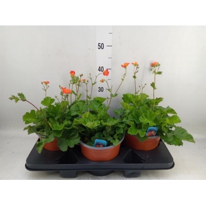 Geum coccineum 'Tosai'