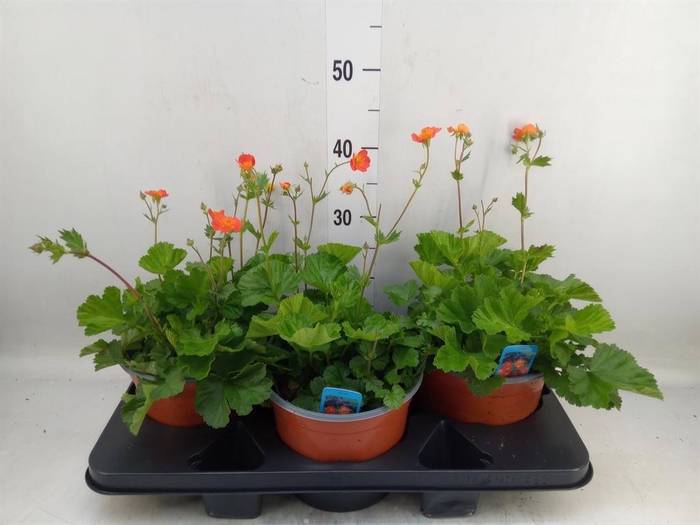 <h4>Geum coccineum 'Tosai'</h4>