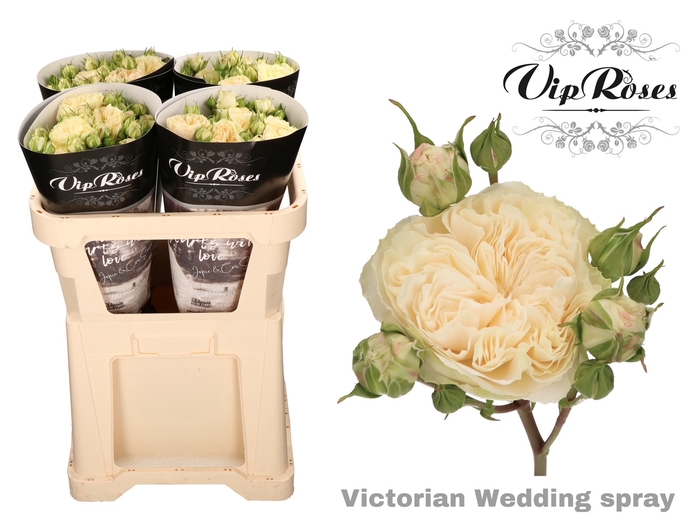 R TR VICTOR WEDDING+