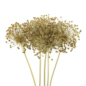 Dried Allium Zaaddozen Medium