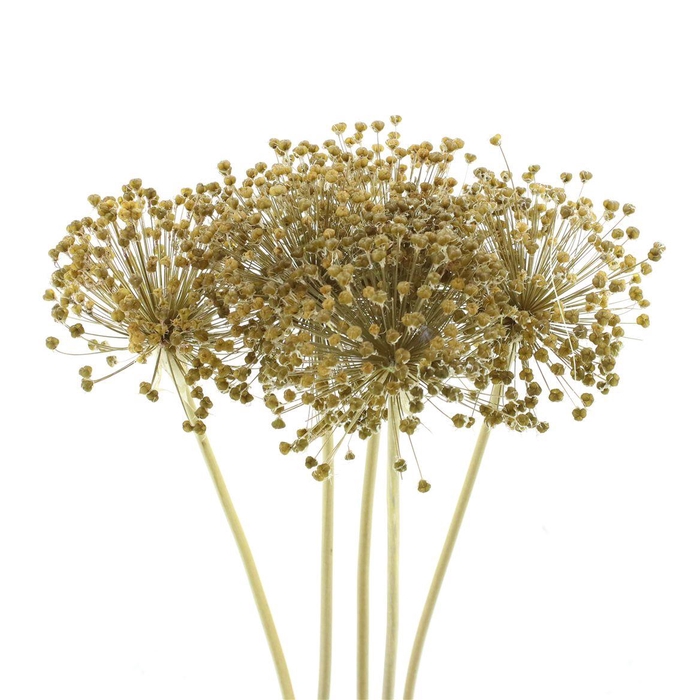<h4>Dried Allium Zaaddozen Medium</h4>
