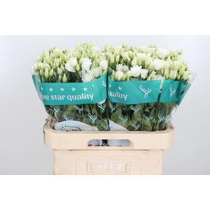 Eust Du Rosita White