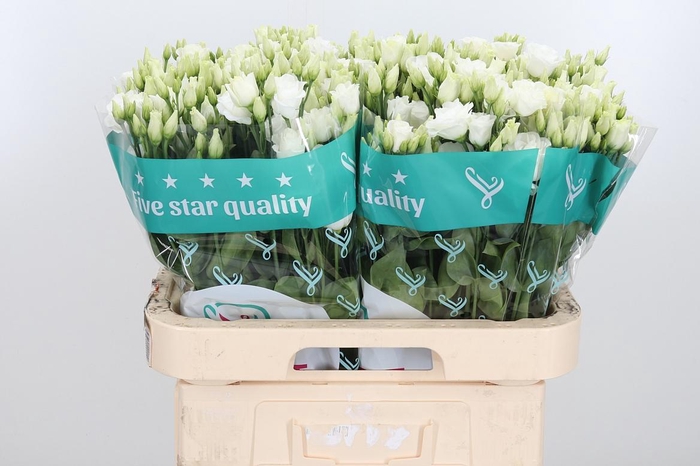 <h4>Eust Du Rosita White</h4>