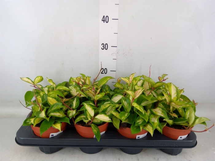<h4>Hoya carnosa 'Tricolor'</h4>