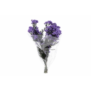 Dried Ozothamnus Lavender Bunch Slv