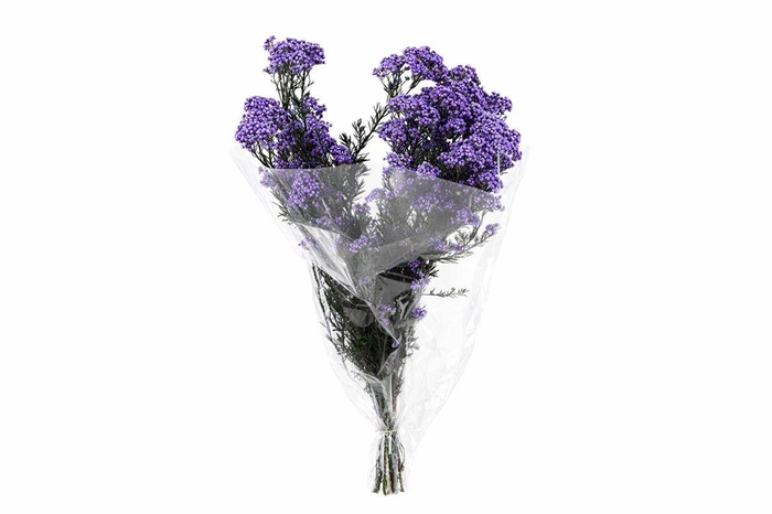 <h4>Dried Ozothamnus Lavender Bunch Slv</h4>
