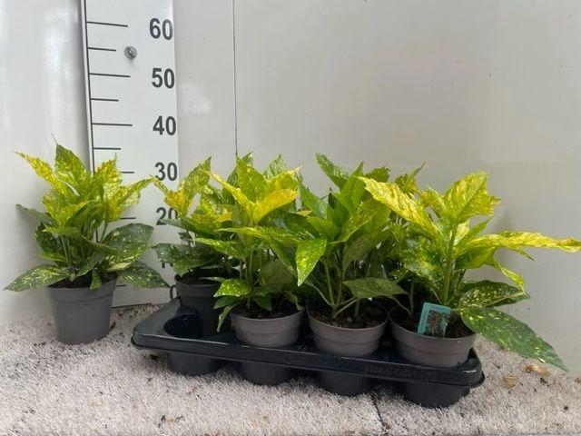 RHOD OV