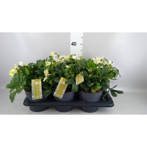 Helleborus niger 'Advent Star'