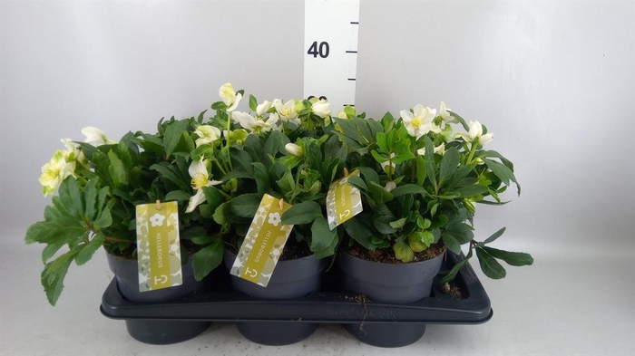 <h4>Helleborus niger 'Advent Star'</h4>