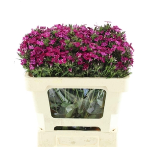 DI BARB AM NEON CHER