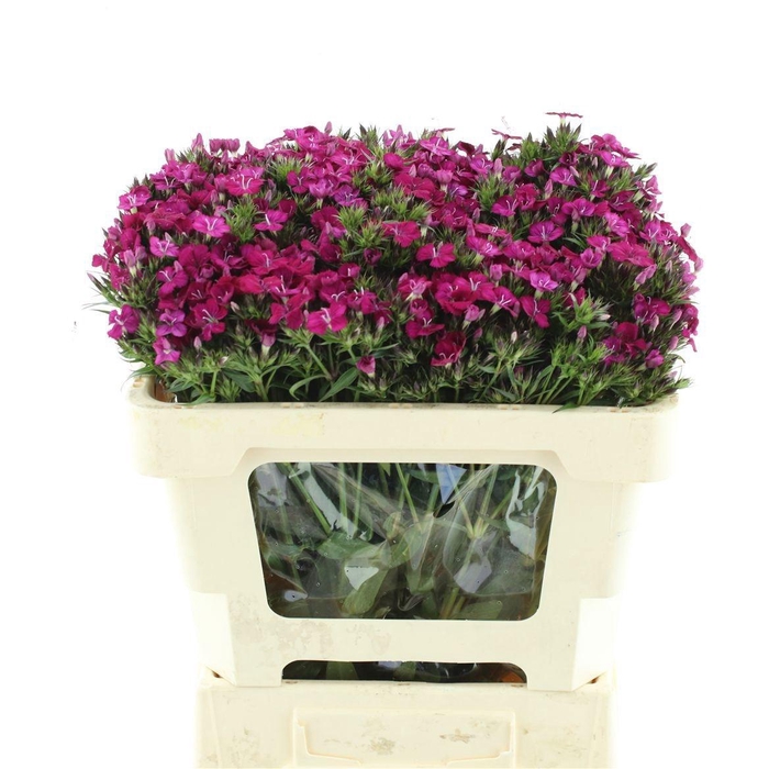 <h4>DI BARB AM NEON CHER</h4>