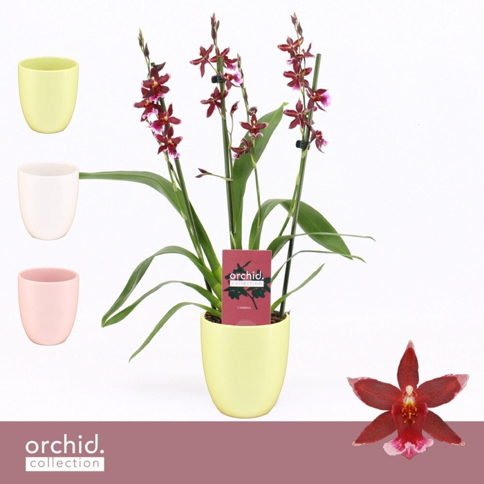 <h4>Barrocco Red, 3/4-spike Compact in Lotte 'Orchid Collection'</h4>