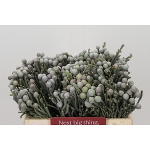 Kaaps Groen Silver Brunia