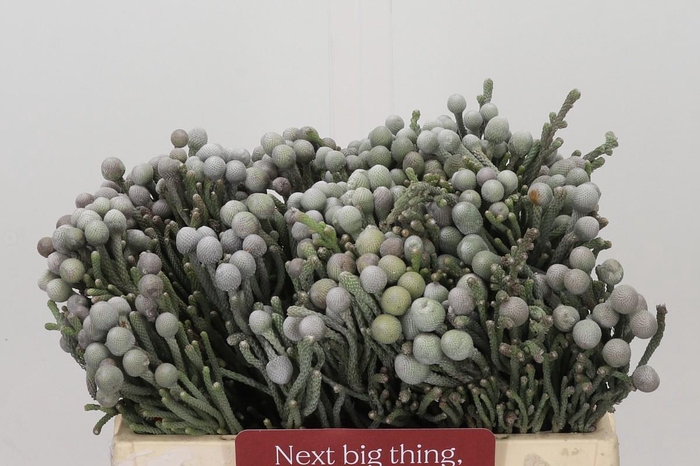 <h4>Kaaps Groen Silver Brunia</h4>