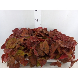 Begonia BD 'Beleaf Amber Love'