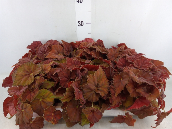 <h4>Begonia BD 'Beleaf Amber Love'</h4>