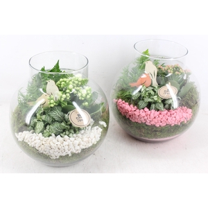 arr2 PL - Bolglas nek XL - roze/wit