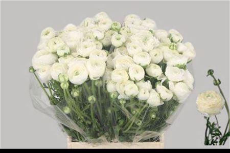 <h4>Ran El White</h4>