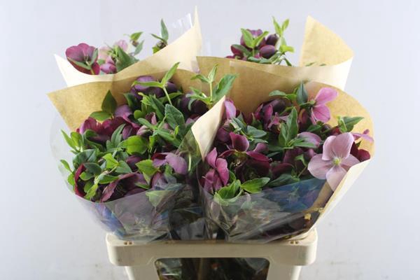 <h4>Helleb Queens Red</h4>