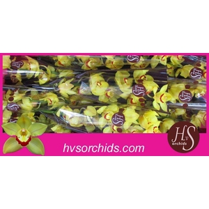 CYMB T SUNGLOW 60 CM